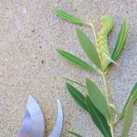オリーブの木の葉先が茶色になって 対策したこと オリーブ好きレッサーパンダ オリーブの木の葉先が茶色になって 対策したこと オリーブ好きレッサーパンダ
