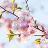 リトル・チャロ (14) Sharing ゆずりあい、SAKURA サクラの国の春 英語／日本語訳