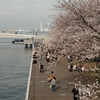 Exploring Yokohama Through Cherry Blossoms w/ Fuji cam