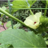 夏野菜　オクラ 10 【はじめて開花しました】