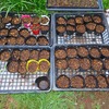 トウモロコシ・ヤーコン・ズッキーニの植え付け、フェンネル・チャイブの播種