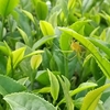 お茶栽培の強い味方たち