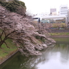 千鳥が淵公園～代官町通りを歩いて【桜】３月下旬頃