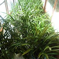 観音竹とは 動植物の人気 最新記事を集めました はてな
