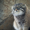 マヌルネコ Otocolobus manul