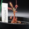 Drosera grantsaui (Jun.2022)