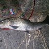 最近の木曽川釣果　釣れないこともないがメソやら鯉やら・・・