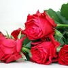 【花言葉】薔薇の本数と意味について一覧にして紹介！プロポーズや友人関係に渡す時の注意点について💐