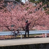 今年も撮りました「蝶屋桜の名所づくりの河津桜」
