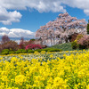 福島県南部桜めぐり––金毘羅桜，昌建寺のしだれ桜，常願寺の願い桜，大方寺のしだれ桜，古舘の桜など【福島の桜2025】