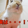 【うさぎの飼い方】うさぎは寂しいと死んでしまう・・？って本当なのか？？