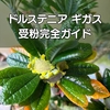 ドルステニア・ギガスの受粉完全ガイド【AI調べ】