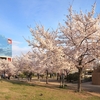 ソメイヨシノを撮りに扇町公園へ