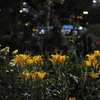 界隈夜景、花園 3/4・・・65sgg。