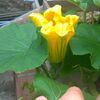 ついにかぼちゃの雌花が咲いたので、人工受粉させてみました。