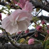 八重桜も咲いて来ました。