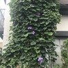 琉球朝顔