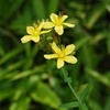 里山に咲く花　夏