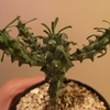 Euphorbia tuberculata 成長記(2018.12.3)