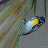 ベリーズ　自宅に来る Yellow-throated Warbler（イエロースローティッド　ワーブラー）