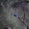 ヤマショウビン(Black-capped Kingfisher)