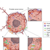 【文献紹介】前立腺がん転移はどのように起こる？〜腫瘍微小環境〜