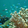 岩地海水浴場　石部海水浴場 (西伊豆の海水浴11)