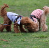 壊れ物に触るような犬への接し方は違うよね