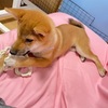 柴犬「きび」が来てから43日目【きびと触れ合うとみんな笑顔になる】