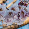 2026年1月12日　散歩途中で