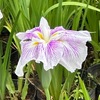 小田原城址公園花菖蒲園に，新幹線から東海道線への乗り継ぎの合間の小一時間立ち寄ってみました．「アジサイとハナショウブが同時に楽しめます」とのテレビ報道に誘われて．花菖蒲園の横のお城の斜面に紫陽花が沢山植えられていて，同時に楽しめるように工夫されています．アジサイは，今まさに見頃の満開．花菖蒲は，花の勢いではアジサイに優っていて元気をもらえす．　濃艶に咲きて日に照る花菖蒲風ふきくれば紫に揺る　大岡博　　花型の日本的なる　小粋なる　下町情緒なる　花菖蒲　　片山恵美子