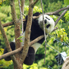 上野動物園のパンダ一家に会う🐼🐼🐼🐼🐼