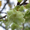 京都で御衣黄桜や鬱金桜が楽しめる神社・お寺5選。