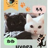 TreGattiy Marche vol.3 uyogaの愛猫