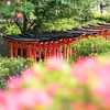 根津神社「文京つつじまつり」の開花状況