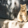 神社で出会ったネコさんをモデルに、ポートレートの撮影の練習をする