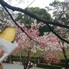 花よりおいも