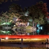 2024年御薬園の夜間ライトアップを撮影してきましたー！