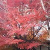 京都・紅葉の龍安寺にて思う