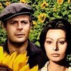 私の好きな映画百選　no.23　「ひまわり」