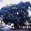 川尻八幡宮