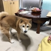 犬を引き取るということ