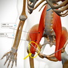 右鼠径部奥の腸骨筋トラブルを改善させると、ふしぎな超リラックスモードになりやすくなれる！？