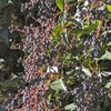 寄り道👣　トウネズミモチは食べられる❗️💧