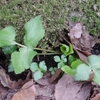 Cryptotaenia canadensis subsp. japonica　ミツバ