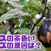 ナスに茶色のキズがある原因は！？