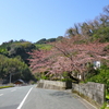 町一番の桜はもう三分咲き＆強風の中の草刈り＆野菊さん手作りの春の香りのヨモギ団子＆おすすめ「アンダルシア」♪