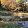 カモの訪れる公園　都筑の森