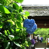 北鎌倉・東慶寺のアジサイとイワタバコ✧