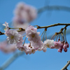 Part 2　悠久山公園の桜を観に行ってきました